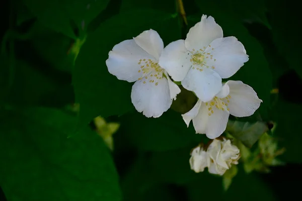 Vackra Blommor Xer Trã Dgã Rden Sommaren Solig Dag — Stockfoto