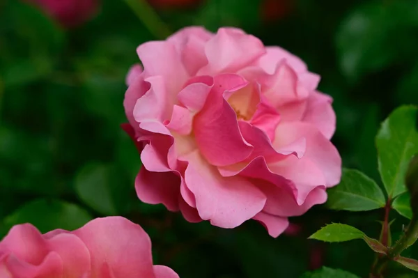 Hermosas Rosas Que Crecen Jardín Verano Día Soleado — Foto de Stock