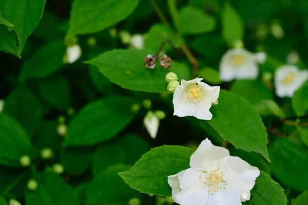 Schöne Blumen Wachsen Garten Sonnigen Sommertag — Stockfoto