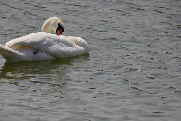 Hermoso Cisne Blanco Nadando Superficie Del Agua Del Lago Día —  Fotos de Stock