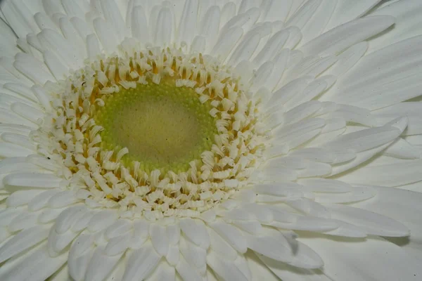 Hermosa Flor Gerberas Sobre Fondo Oscuro Concepto Verano Vista Cercana — Foto de Stock