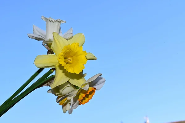 Kaunis Daffodil Kukkia Taivaalla Taustalla Kesä Konsepti Lähikuva — kuvapankkivalokuva