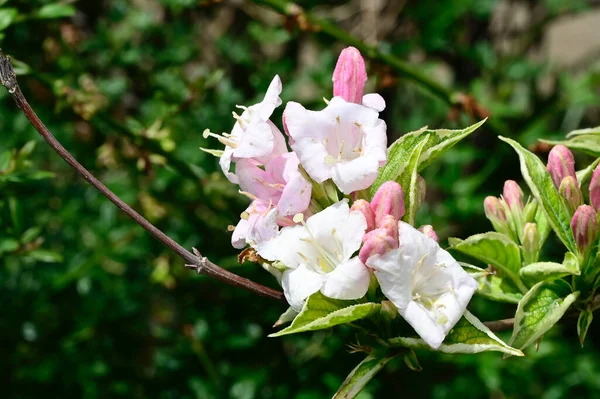 Bellissimi Fiori Che Crescono Giardino Estate Giornata Sole — Foto Stock