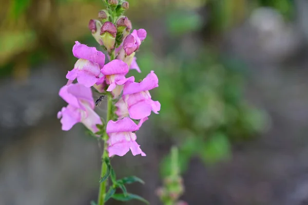 Hermosas Flores Que Crecen Jardín Verano Día Soleado —  Fotos de Stock