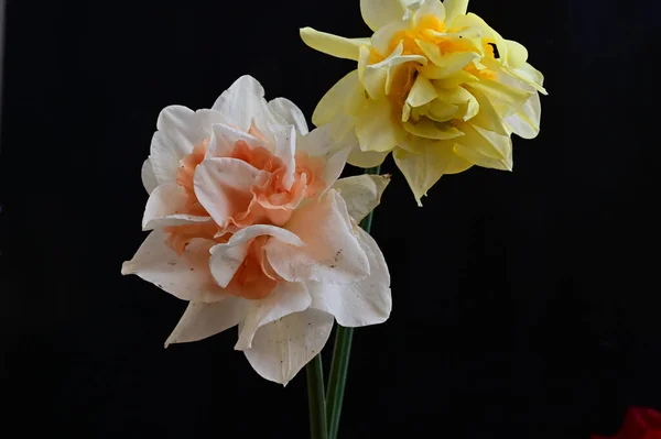 Beautiful Daffodils Dark Background Summer Concept Close View — Stock Photo, Image