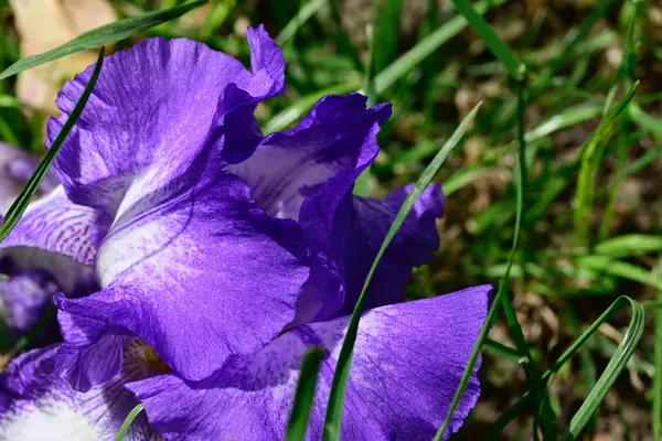 夏の晴れた日に庭で育つ美しい虹彩 — ストック写真