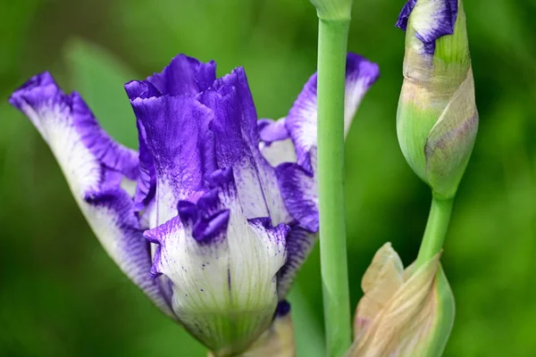 Iris Indah Tumbuh Taman Pada Musim Panas Hari Yang Cerah — Stok Foto