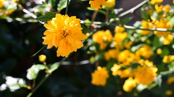 夏日阳光明媚的花园里 盛开着美丽的花朵 — 图库照片