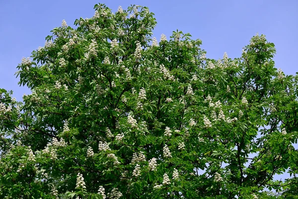 Belles Fleurs Poussant Dans Jardin Journée Ensoleillée Été — Photo