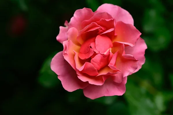 Belle Rose Poussant Dans Jardin Journée Ensoleillée Été — Photo