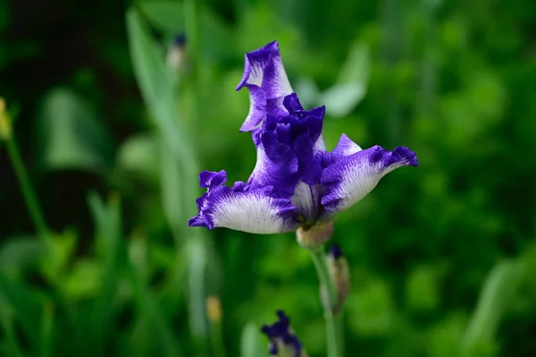 Iris Indah Tumbuh Taman Pada Musim Panas Hari Yang Cerah — Stok Foto