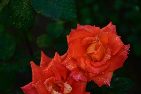 Beautiful Roses Growing Garden Summer Sunny Day — Stock Photo, Image