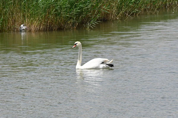 Belo Cisne Branco Nadando Superfície Água Lago Dia Verão — Fotografia de Stock