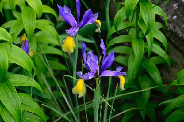 Beaux Iris Poussant Dans Jardin Journée Ensoleillée Été — Photo