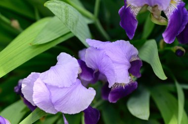Güneşli yaz gününde bahçede büyüyen güzel irisler 