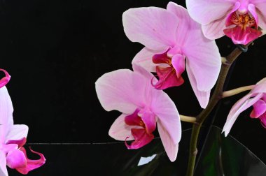 Koyu arkaplanda güzel orkide çiçekleri, yaz konsepti, yakın görüş  
