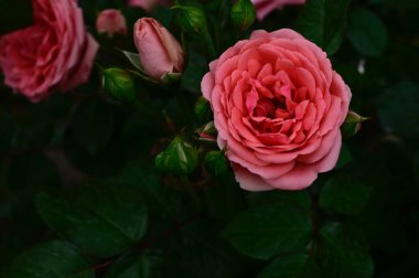 Güneşli yaz gününde bahçede büyüyen güzel güller. 