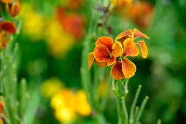 Bahçedeki güzel çiçekler