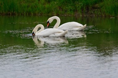 Güzel beyaz kuğular yaz günü göl yüzeyinde yüzerler. 