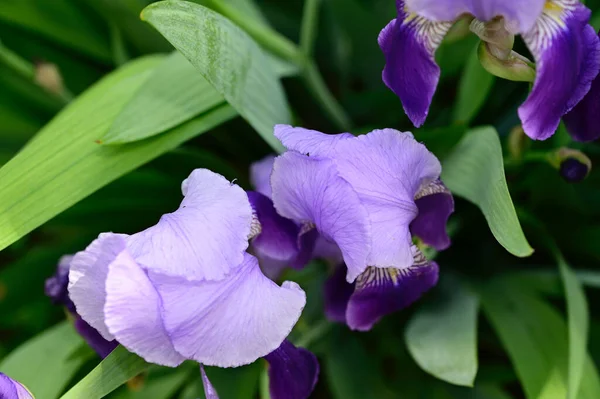 Güneşli yaz gününde bahçede büyüyen güzel irisler 