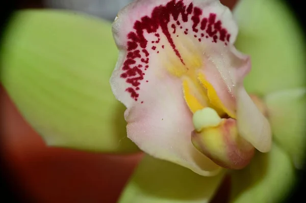 Schöne Orchideenblume Auf Dunklem Hintergrund Sommerkonzept Nahsicht — Stockfoto