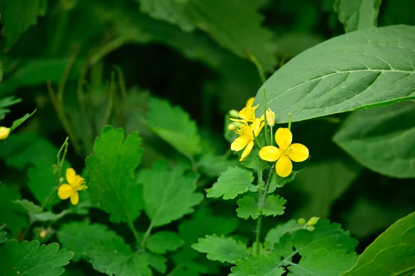 Güneşli yaz gününde bahçede yetişen güzel çiçekler. 