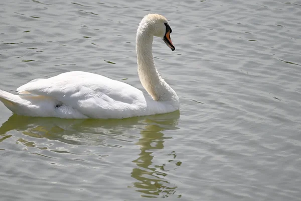 Hermoso Cisne Blanco Nadando Superficie Del Agua Del Lago Día —  Fotos de Stock