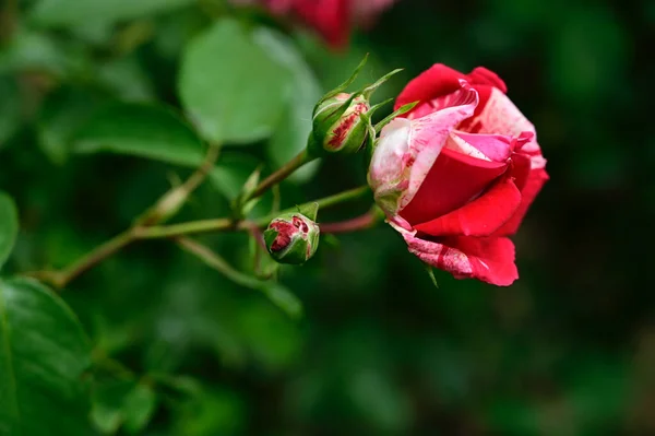Красивая Роза Растет Саду Летний Солнечный День — стоковое фото
