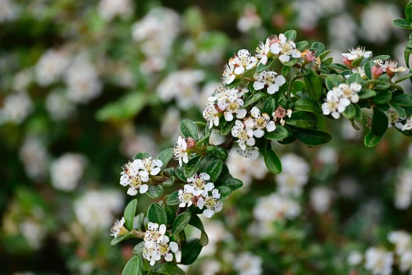 Cerisier Avec Belles Fleurs Blanches Gros Plan Concept Printemps — Photo