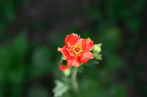 Bahçedeki Güzel Çiçekler — Stok fotoğraf