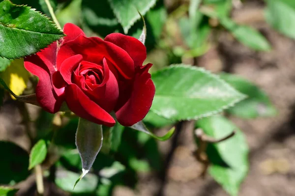 Όμορφο Τριαντάφυλλο Αυξάνεται Στον Κήπο Καλοκαίρι Ηλιόλουστη Μέρα — Φωτογραφία Αρχείου