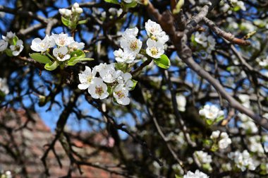 Beyaz güzel çiçekli elma ağacı dalları, yakın plan, bahar konsepti.  