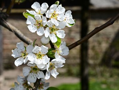 Beyaz güzel çiçekli elma ağacı dalları, yakın plan, bahar konsepti.  