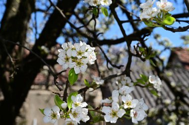 Beyaz güzel çiçekli elma ağacı dalları, yakın plan, bahar konsepti.  