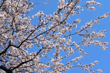 Beyaz güzel çiçekli elma ağacı dalları, yakın plan, bahar konsepti.  
