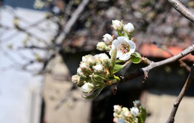 Beyaz güzel çiçekli elma ağacı dalları, yakın plan, bahar konsepti.  