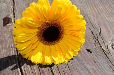 Tahta arka planda güzel Gerbera çiçeği, yaz konsepti, yakın görüş   