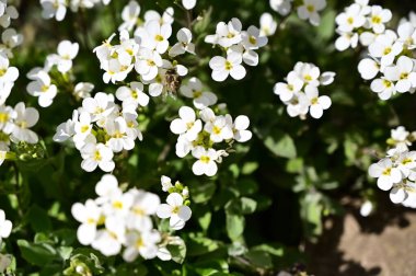 Yaz güneşli bir günde bahçedeki güzel beyaz çiçekleri dölleyen arı. 