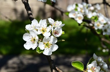 Beyaz güzel çiçekli elma ağacı dalları, yakın plan, bahar konsepti.  