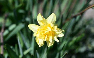 Güneşli yaz gününde bahçede yetişen güzel çiçekler. 
