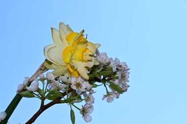 Gökyüzü arka planında güzel nergis ve elma dalı, yaz konsepti, yakın görüş  