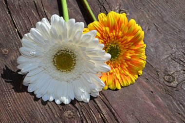 Tahta arka planda güzel Gerbera çiçekleri, yaz konsepti, yakın görüş   