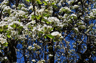 Beyaz güzel çiçekli elma ağacı dalları, yakın plan, bahar konsepti.  
