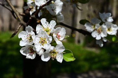 Beyaz güzel çiçekli elma ağacı dalları, yakın plan, bahar konsepti.  