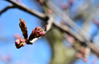 Güzel çiçekli kiraz ağacı dalları, yakın plan, bahar konsepti.  
