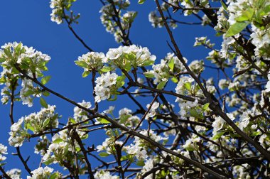 Beyaz güzel çiçekli elma ağacı dalları, yakın plan, bahar konsepti.  
