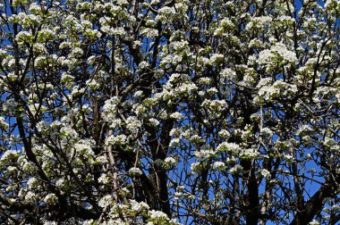 Beyaz güzel çiçekli elma ağacı dalları, yakın plan, bahar konsepti.  