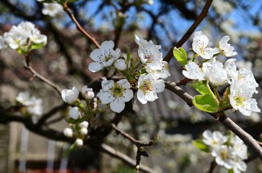 Beyaz güzel çiçekli elma ağacı dalları, yakın plan, bahar konsepti.  