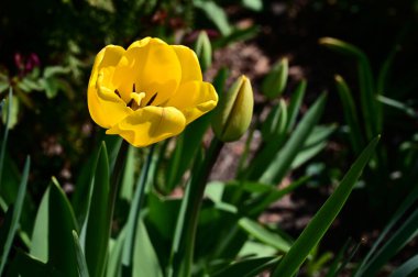 Güneşli yaz gününde bahçede büyüyen güzel laleler. 