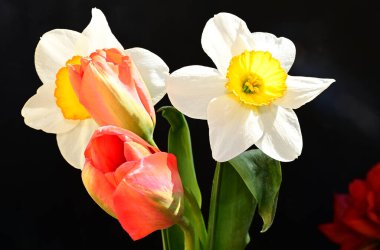 Koyu arkaplanda güzel çiçekler, yaz konsepti, yakın manzara  